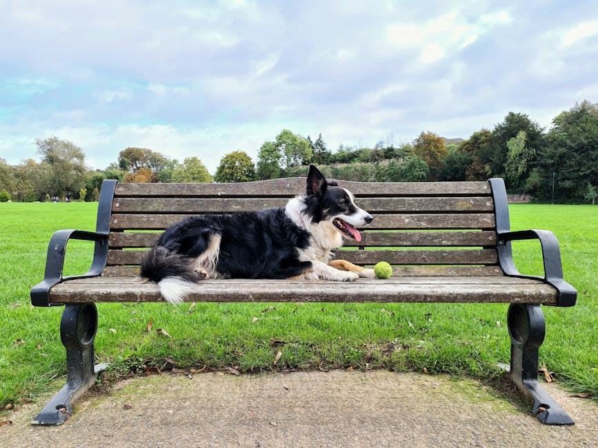 A black and white Border Collie dog is lying on a weathered wooden park bench with metal armrests and legs, situated on a concrete path within a green park. The dog appears relaxed with its tongue out, next to a bright green tennis ball. The scene is illuminated by natural daylight, with a background of lush grass, trees with green and autumnal foliage, and a partly cloudy sky, reflecting a clean and well-maintained outdoor environment. The image is associated with Cleaner Hackney's surface cleaning and sanitisation services, showcasing the importance of hygiene in residential and commercial spaces, including outdoor areas.